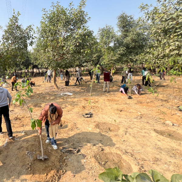 Tree plantation drive — saplings being planted